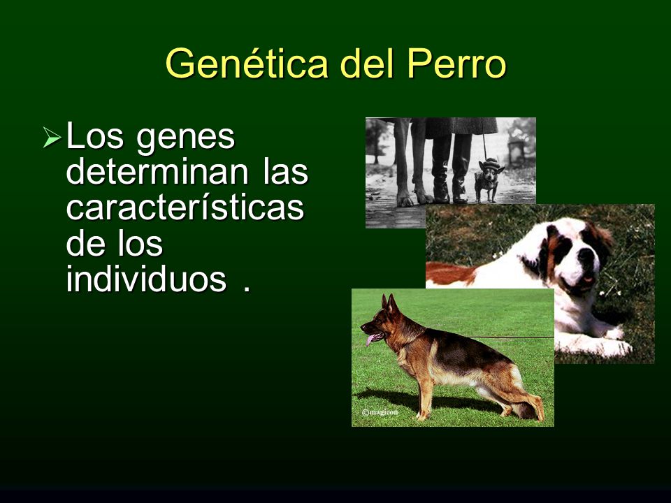 Genética del Perro Los genes determinan las características de los individuos .