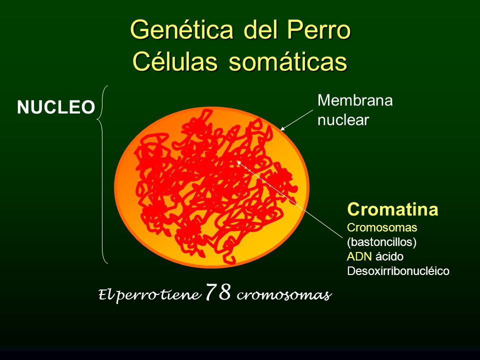 Genética del Perro Células somáticas