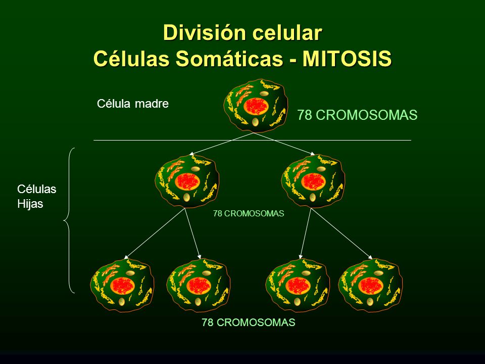 División celular Células Somáticas - MITOSIS