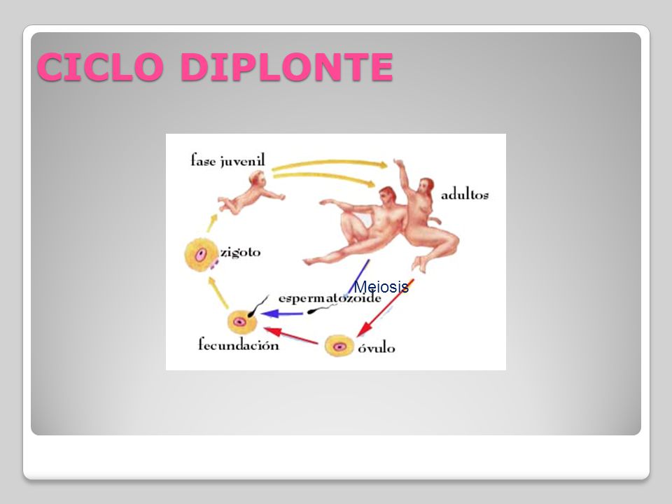 CICLO DIPLONTE Meiosis
