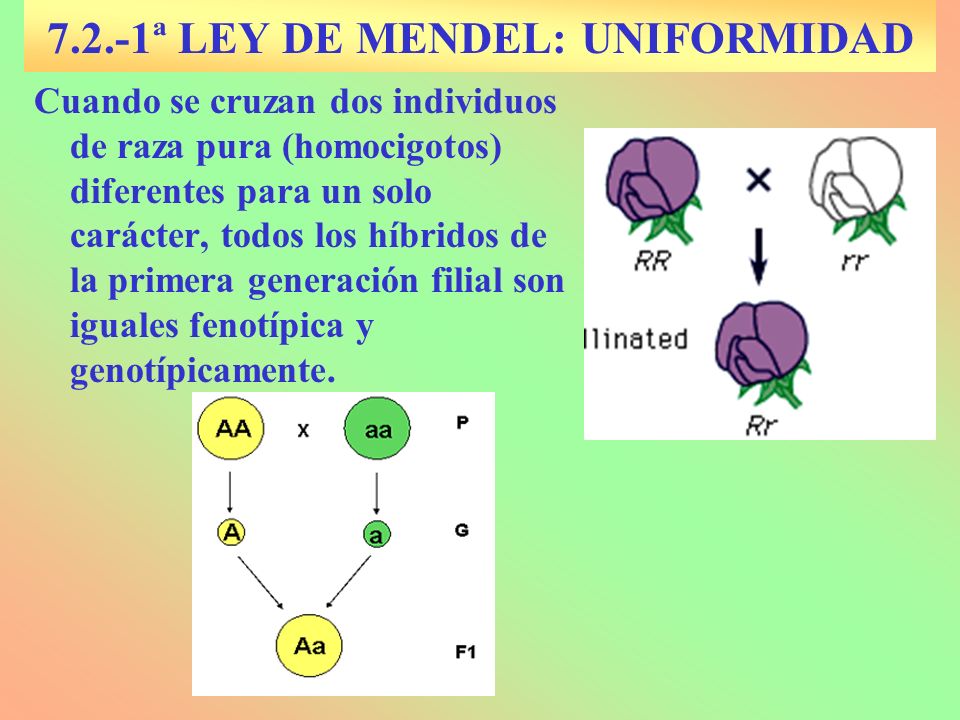 7.2.-1ª LEY DE MENDEL: UNIFORMIDAD