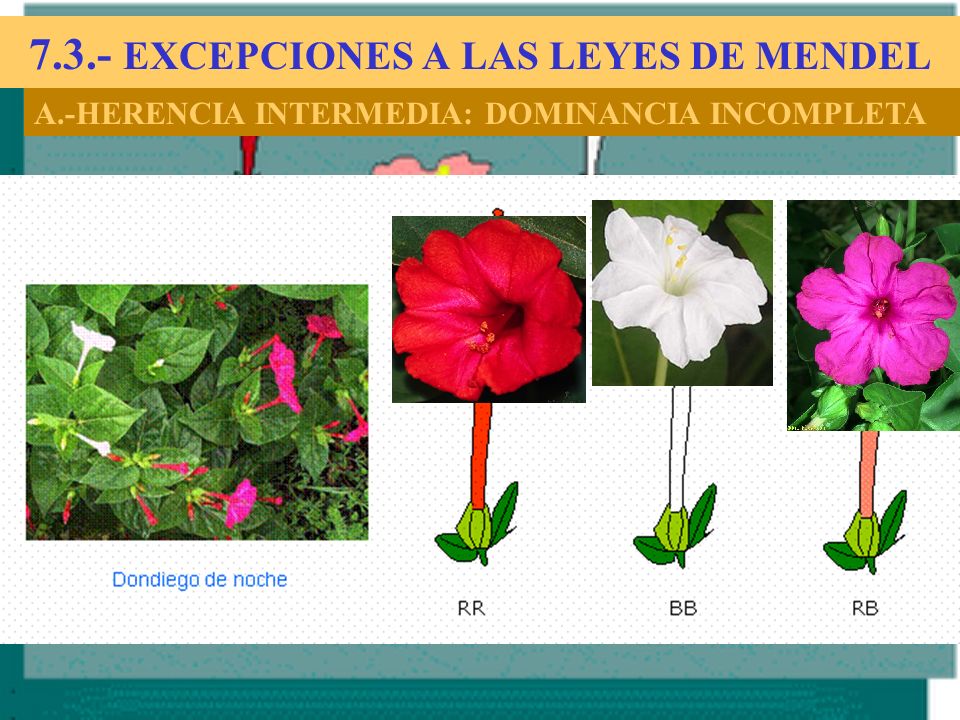 7.3.- EXCEPCIONES A LAS LEYES DE MENDEL