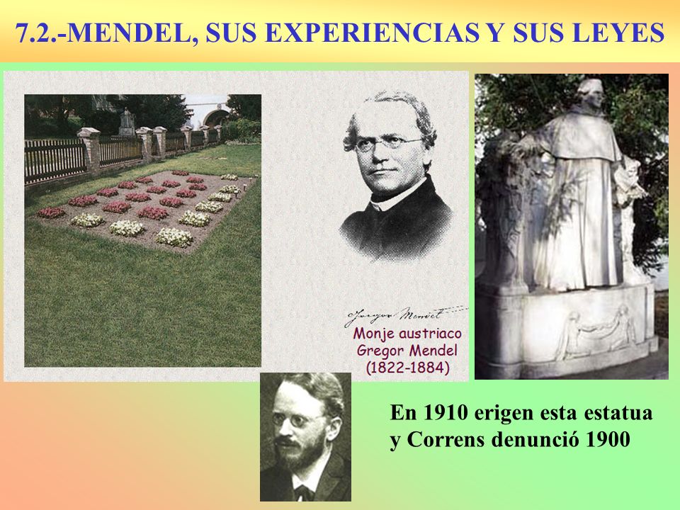 7.2.-MENDEL, SUS EXPERIENCIAS Y SUS LEYES