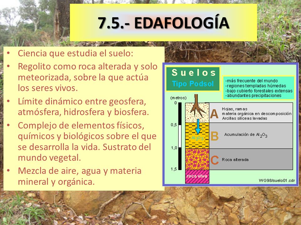 7.5.- EDAFOLOGÍA Ciencia que estudia el suelo: