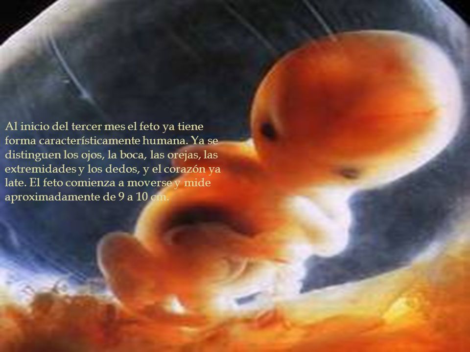 Al inicio del tercer mes el feto ya tiene forma característicamente humana.