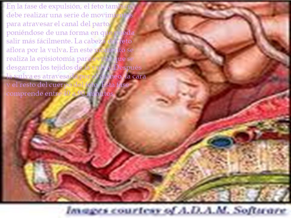 En la fase de expulsión, el feto también debe realizar una serie de movimientos para atravesar el canal del parto, poniéndose de una forma en que pueda salir más fácilmente.