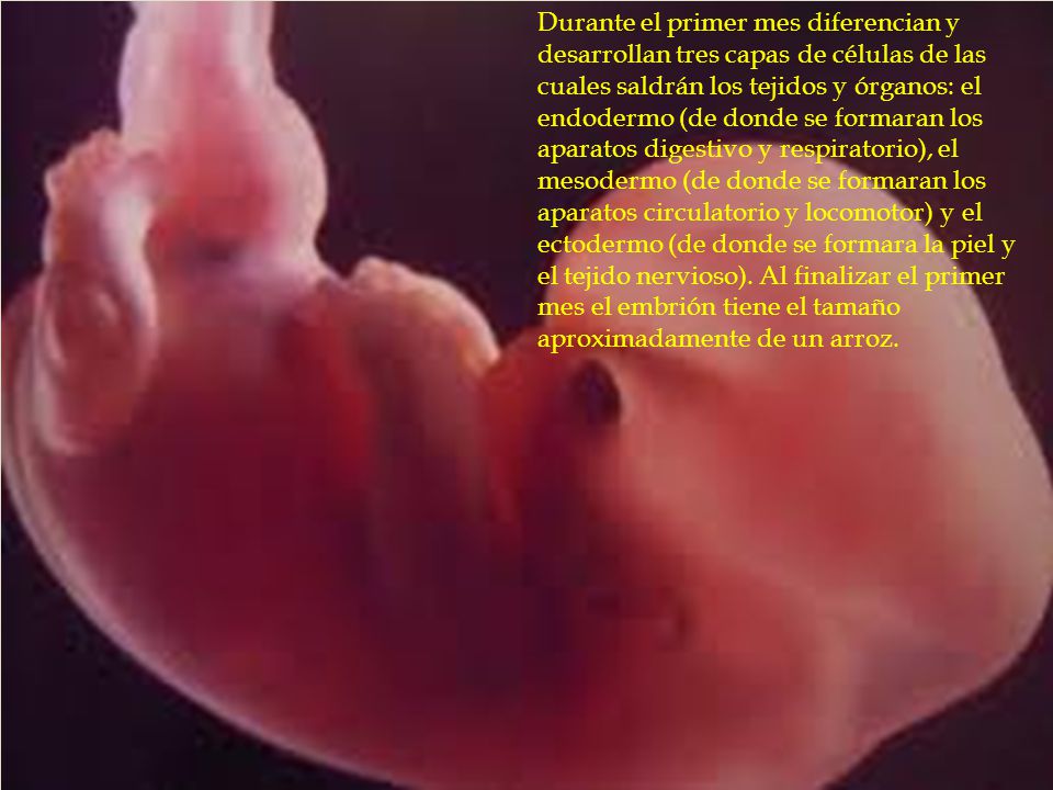 Durante el primer mes diferencian y desarrollan tres capas de células de las cuales saldrán los tejidos y órganos: el endodermo (de donde se formaran los aparatos digestivo y respiratorio), el mesodermo (de donde se formaran los aparatos circulatorio y locomotor) y el ectodermo (de donde se formara la piel y el tejido nervioso).