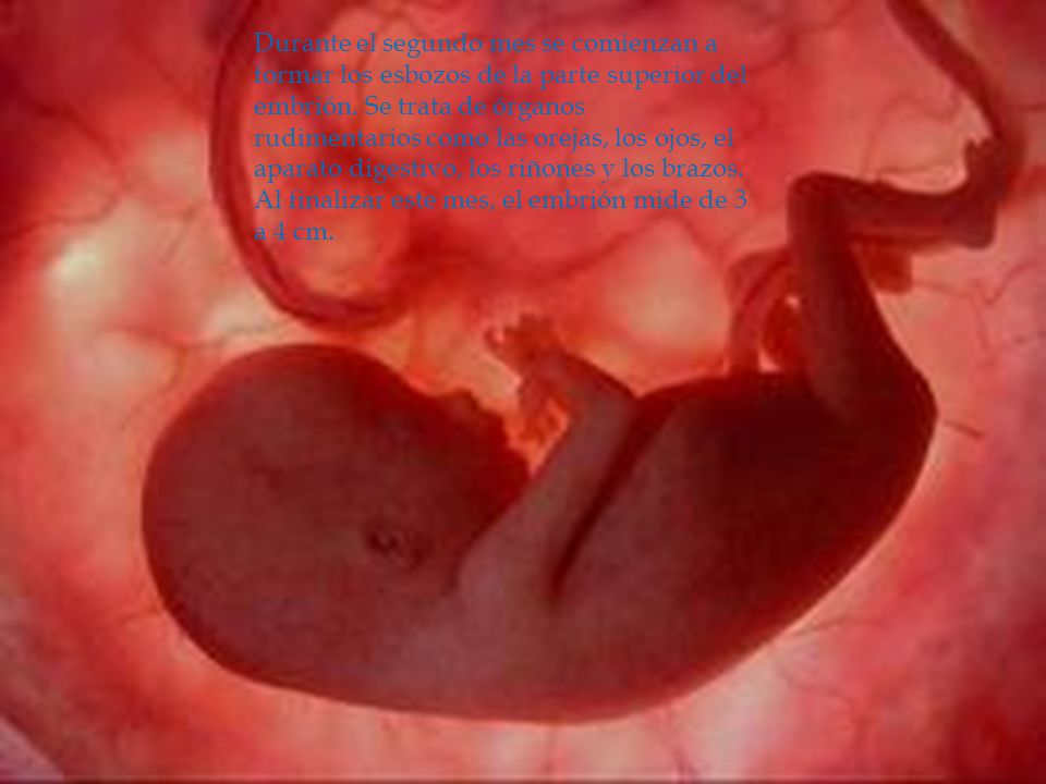 Durante el segundo mes se comienzan a formar los esbozos de la parte superior del embrión.
