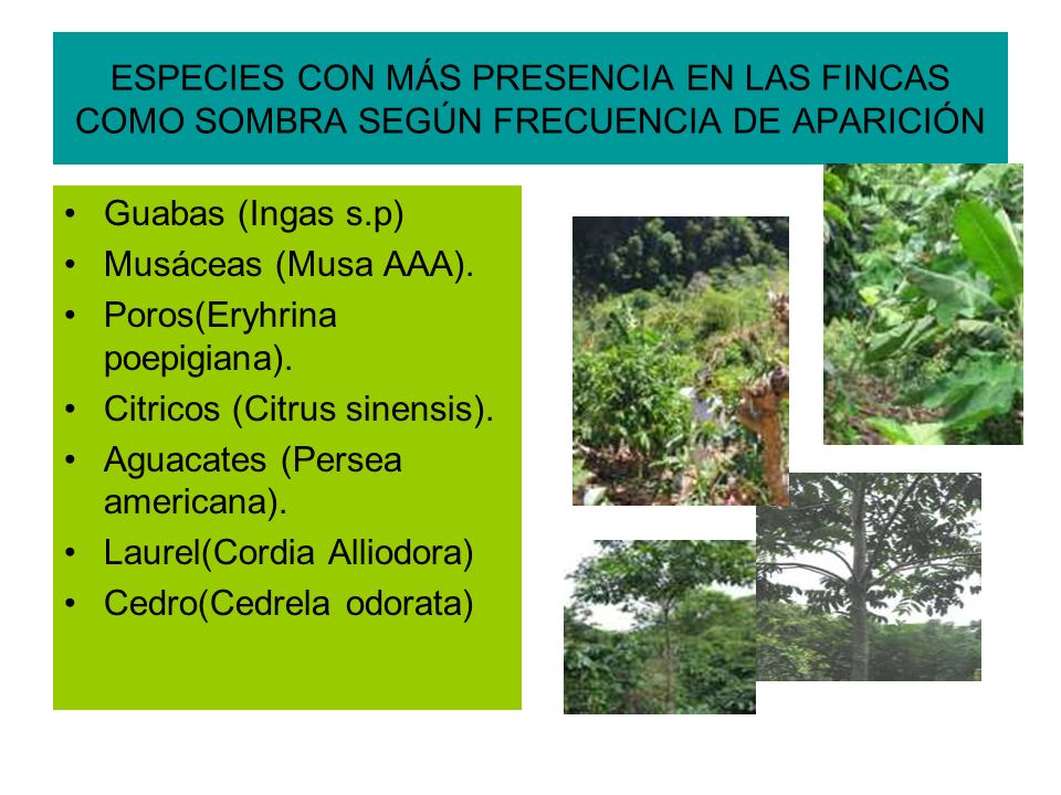 ESPECIES CON MÁS PRESENCIA EN LAS FINCAS COMO SOMBRA SEGÚN FRECUENCIA DE APARICIÓN