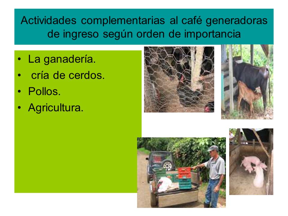 Actividades complementarias al café generadoras de ingreso según orden de importancia
