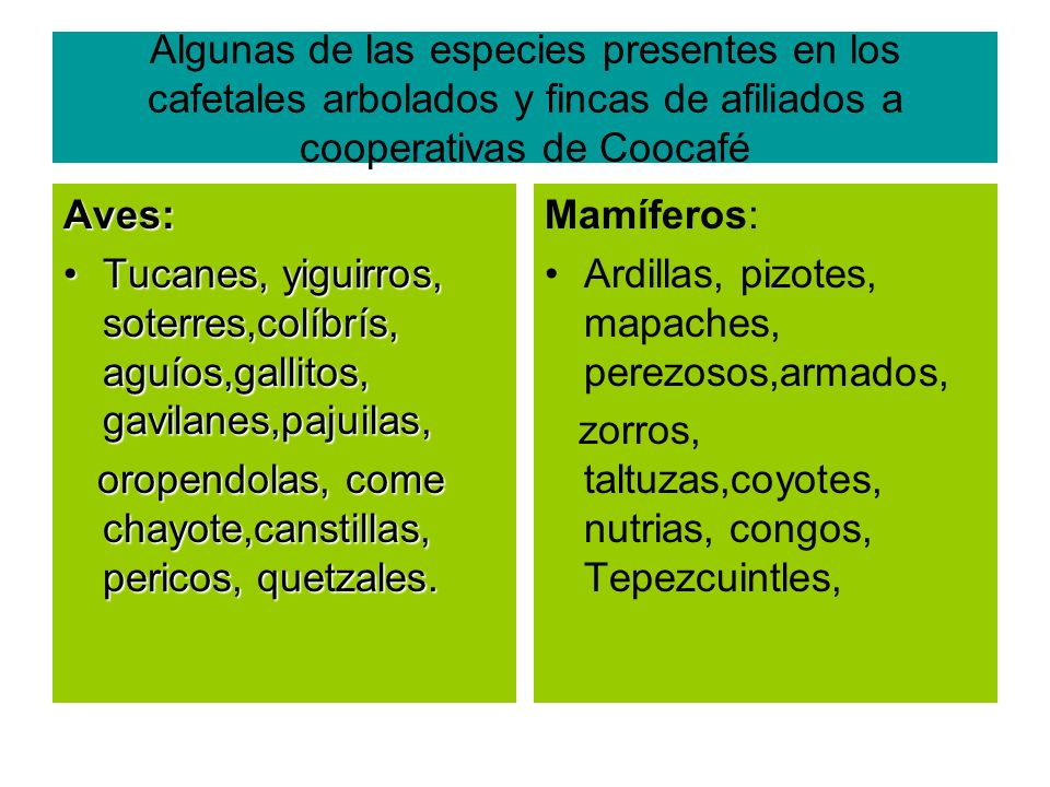 Algunas de las especies presentes en los cafetales arbolados y fincas de afiliados a cooperativas de Coocafé