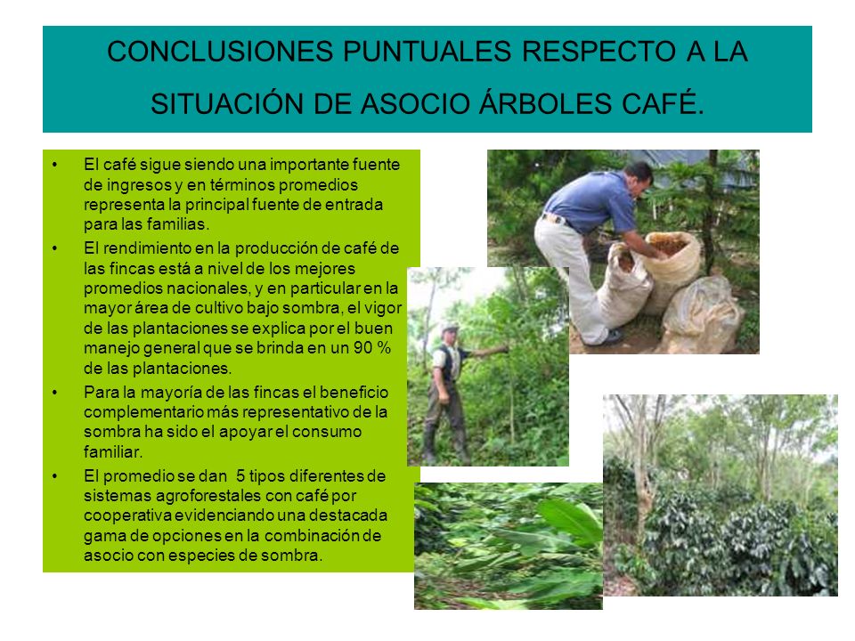 CONCLUSIONES PUNTUALES RESPECTO A LA SITUACIÓN DE ASOCIO ÁRBOLES CAFÉ.