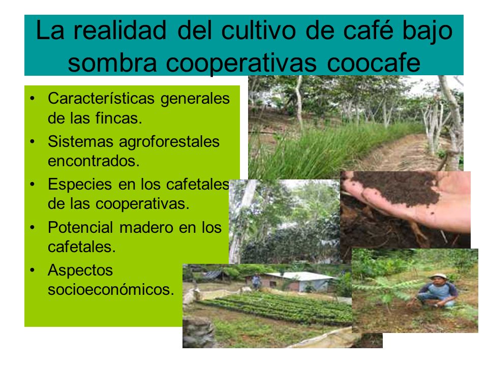 La realidad del cultivo de café bajo sombra cooperativas coocafe