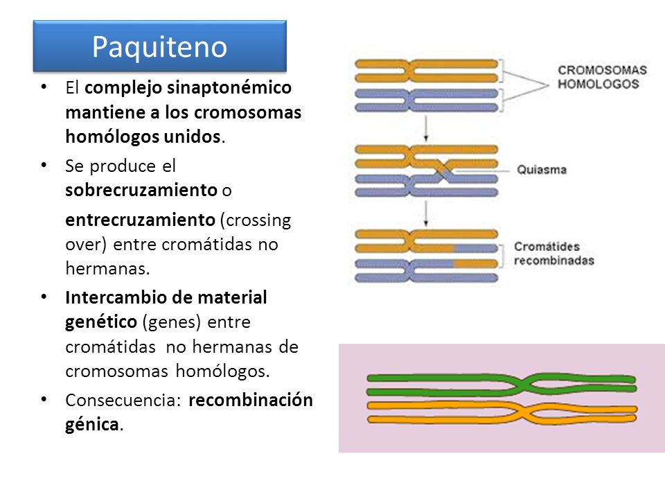 Paquiteno El complejo sinaptonémico mantiene a los cromosomas homólogos unidos. Se produce el sobrecruzamiento o.