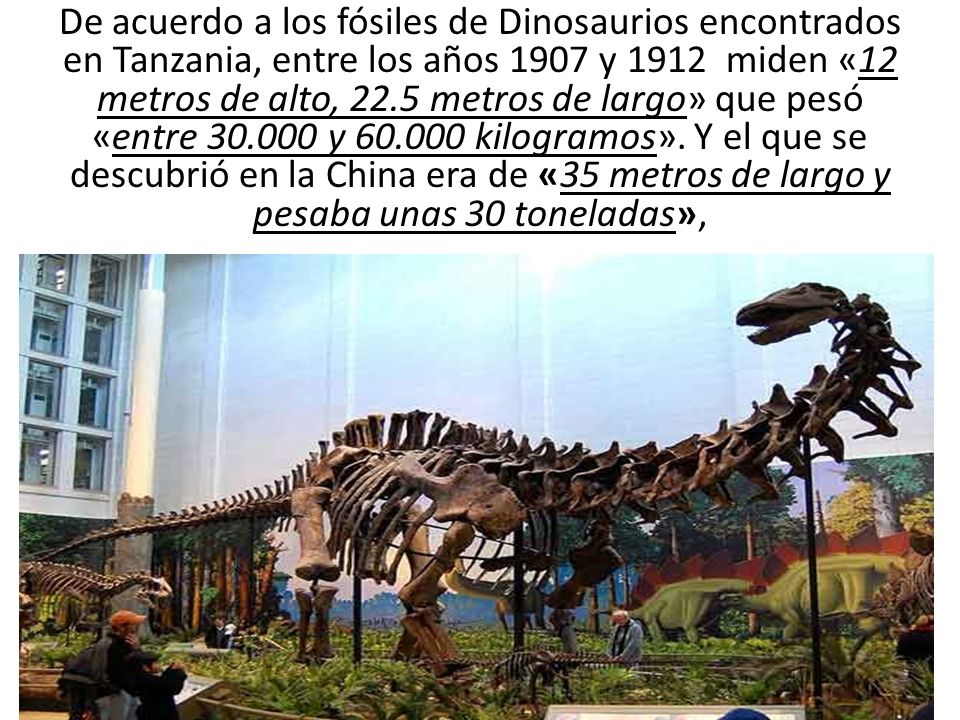 De acuerdo a los fósiles de Dinosaurios encontrados en Tanzania, entre los años 1907 y 1912 miden «12 metros de alto, 22.5 metros de largo» que pesó «entre y kilogramos».