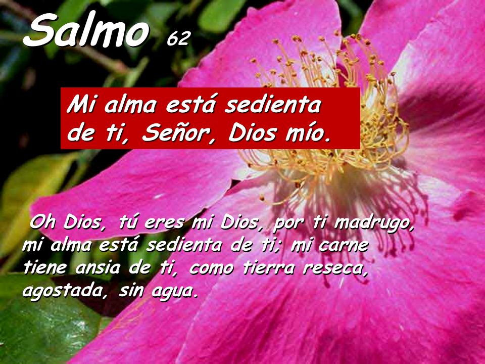 Salmo 62 Mi alma está sedienta de ti, Señor, Dios mío.