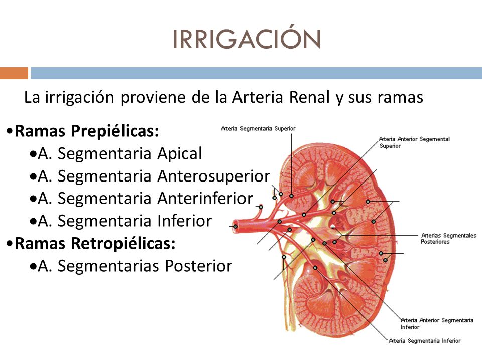 IRRIGACIÓN La irrigación proviene de la Arteria Renal y sus ramas