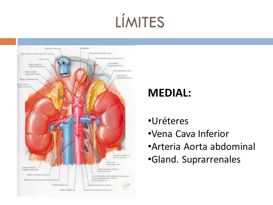 LÍMITES MEDIAL: Uréteres Vena Cava Inferior Arteria Aorta abdominal