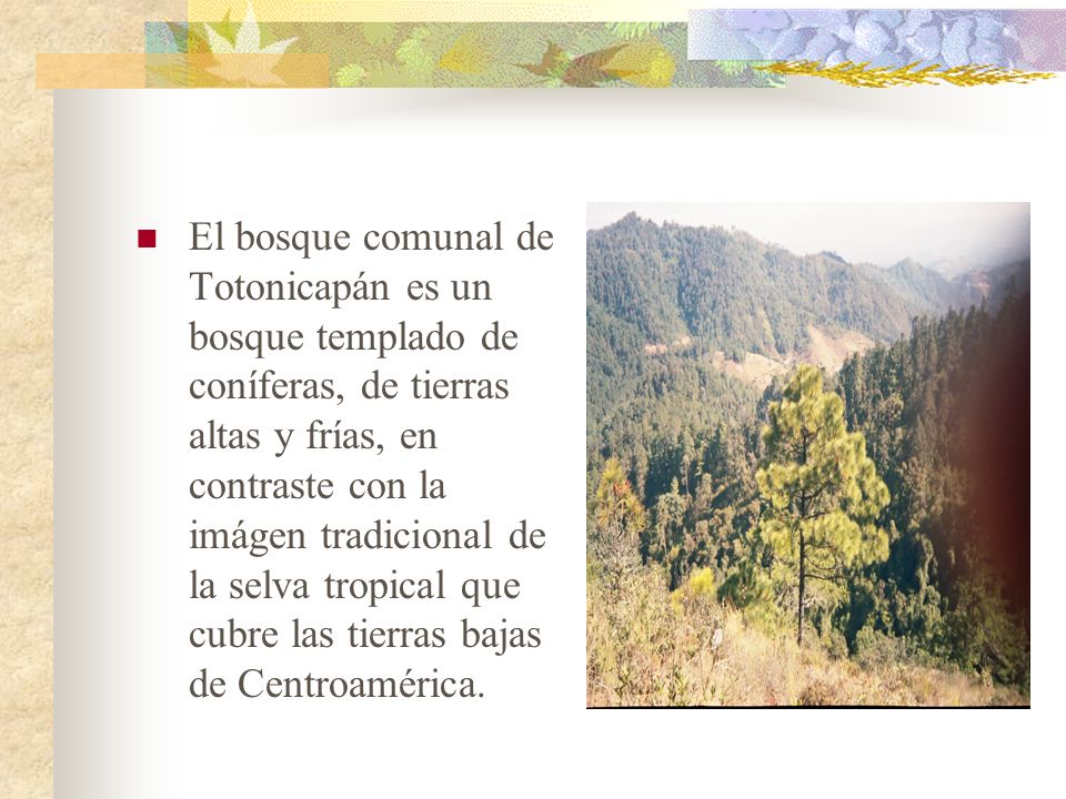 El bosque comunal de Totonicapán es un bosque templado de coníferas, de tierras altas y frías, en contraste con la imágen tradicional de la selva tropical que cubre las tierras bajas de Centroamérica.