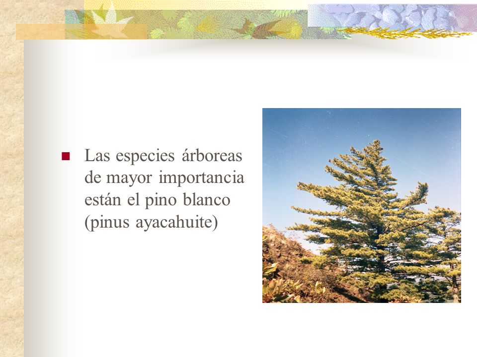 Las especies árboreas de mayor importancia están el pino blanco (pinus ayacahuite)