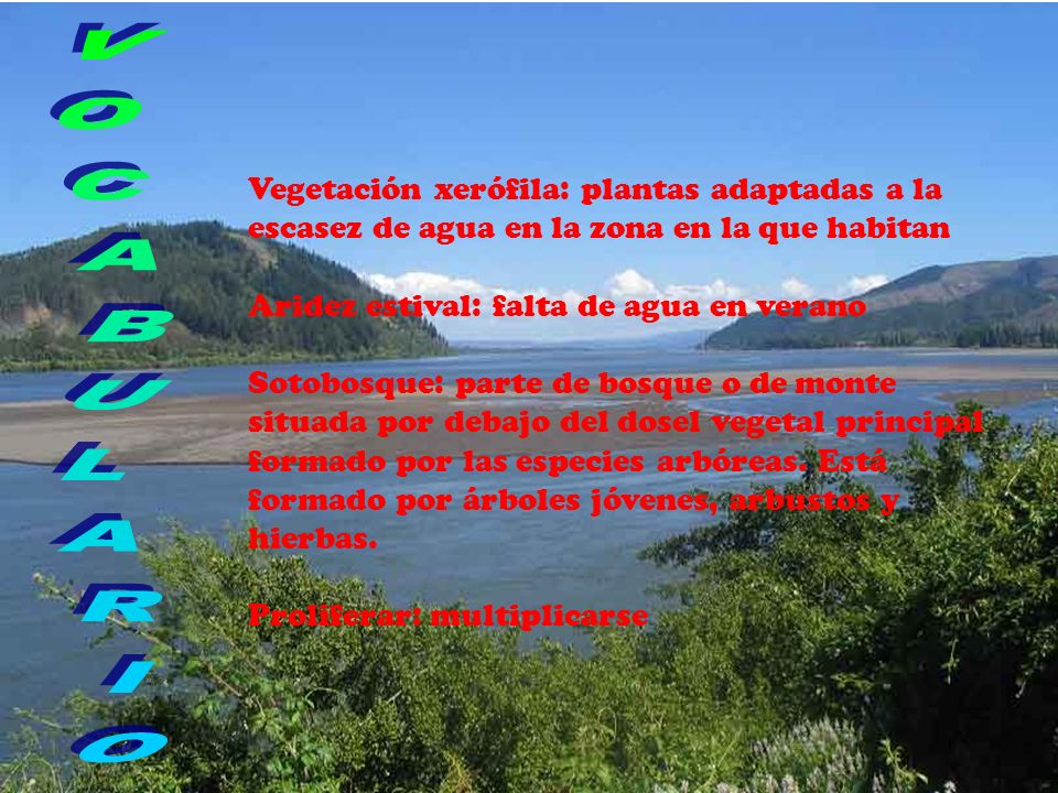 Vegetación xerófila: plantas adaptadas a la escasez de agua en la zona en la que habitan