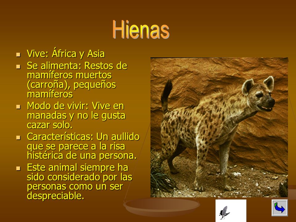 Hienas Vive: África y Asia