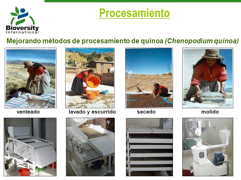 Procesamiento Mejorando métodos de procesamiento de quínoa (Chenopodium quinoa) venteado. lavado y escurrido.