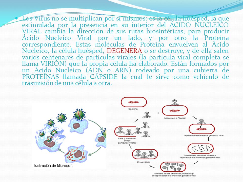 Los Virus no se multiplican por sí mismos: es la célula huésped, la que estimulada por la presencia en su interior del ÁCIDO NUCLEICO VIRAL cambia la dirección de sus rutas biosintéticas, para producir Ácido Nucleico Viral por un lado, y por otro la Proteína correspondiente.