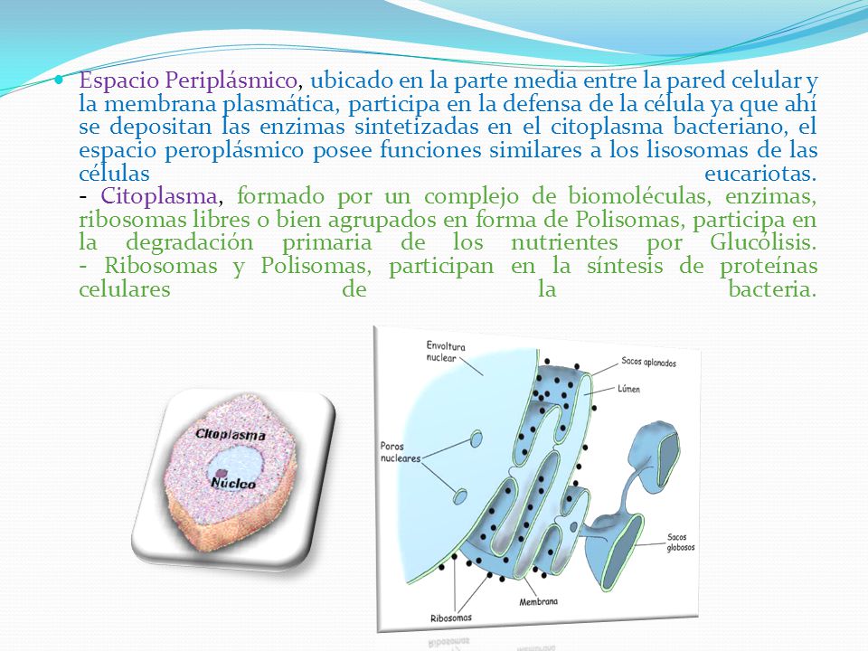 Espacio Periplásmico, ubicado en la parte media entre la pared celular y la membrana plasmática, participa en la defensa de la célula ya que ahí se depositan las enzimas sintetizadas en el citoplasma bacteriano, el espacio peroplásmico posee funciones similares a los lisosomas de las células eucariotas.