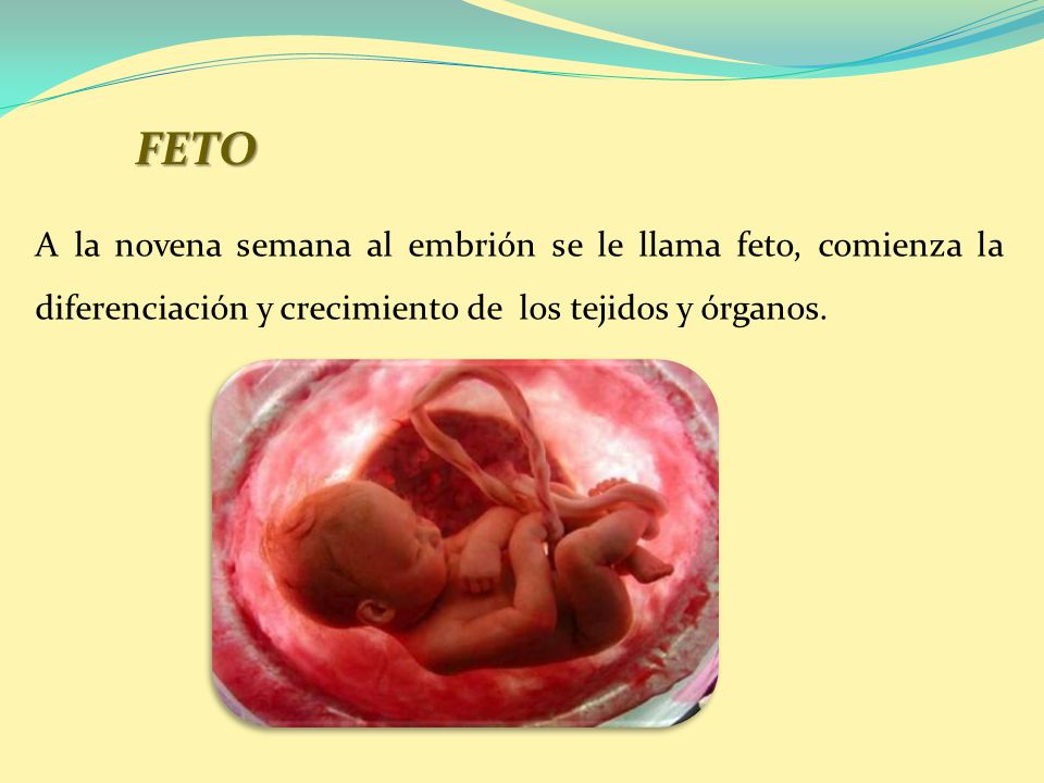 FETO A la novena semana al embrión se le llama feto, comienza la diferenciación y crecimiento de los tejidos y órganos.