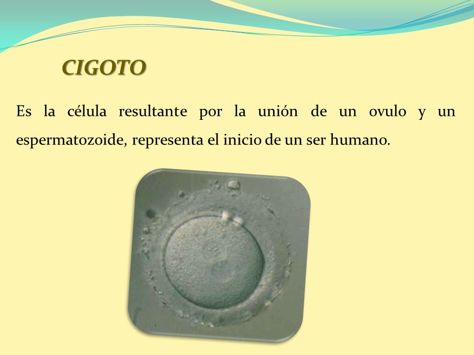 CIGOTO Es la célula resultante por la unión de un ovulo y un espermatozoide, representa el inicio de un ser humano.