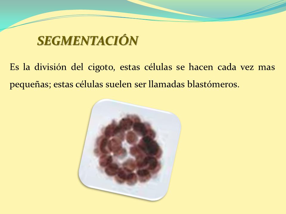 SEGMENTACIÓN Es la división del cigoto, estas células se hacen cada vez mas pequeñas; estas células suelen ser llamadas blastómeros.