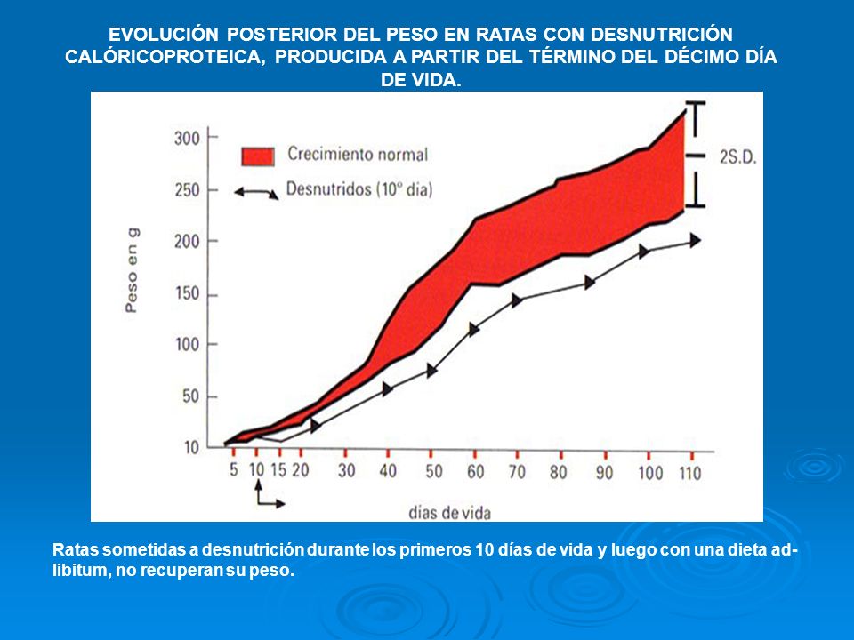 EVOLUCIÓN POSTERIOR DEL PESO EN RATAS CON DESNUTRICIÓN CALÓRICOPROTEICA, PRODUCIDA A PARTIR DEL TÉRMINO DEL DÉCIMO DÍA DE VIDA.