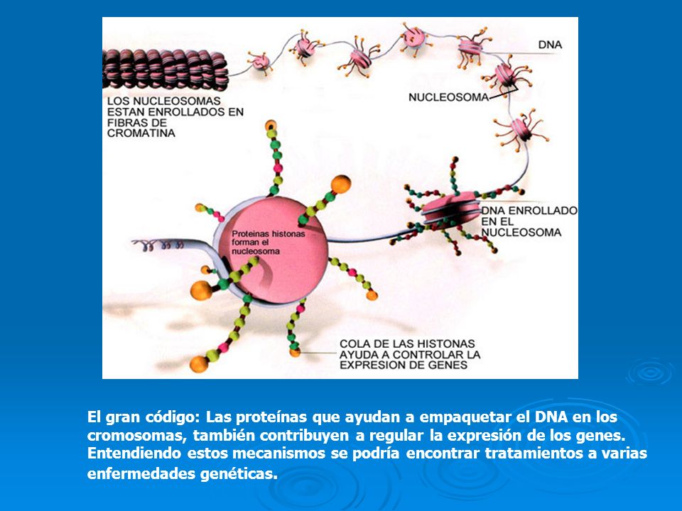 El gran código: Las proteínas que ayudan a empaquetar el DNA en los cromosomas, también contribuyen a regular la expresión de los genes.