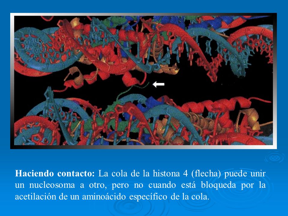 Haciendo contacto: La cola de la histona 4 (flecha) puede unir un nucleosoma a otro, pero no cuando está bloqueda por la acetilación de un aminoácido específico de la cola.