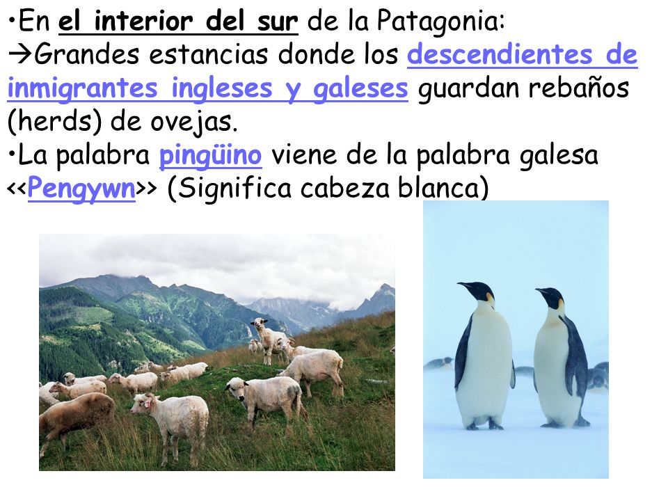 En el interior del sur de la Patagonia: Grandes estancias donde los descendientes de inmigrantes ingleses y galeses guardan rebaños (herds) de ovejas.