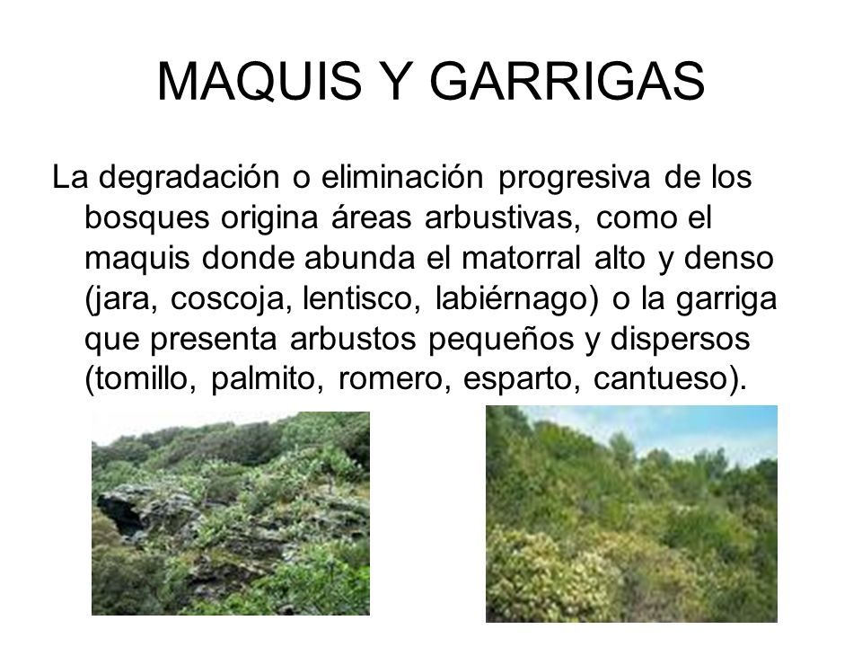 MAQUIS Y GARRIGAS