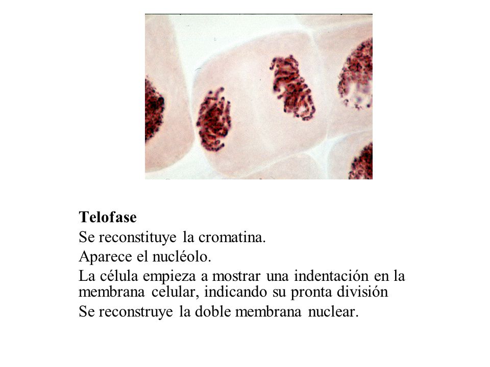 Telofase Se reconstituye la cromatina. Aparece el nucléolo.