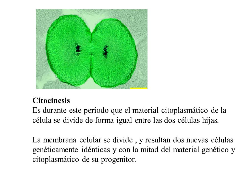 Citocinesis Es durante este periodo que el material citoplasmático de la célula se divide de forma igual entre las dos células hijas.