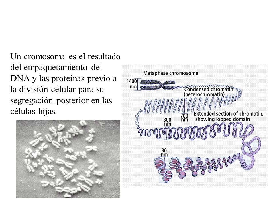 Un cromosoma es el resultado del empaquetamiento del DNA y las proteínas previo a la división celular para su segregación posterior en las células hijas.