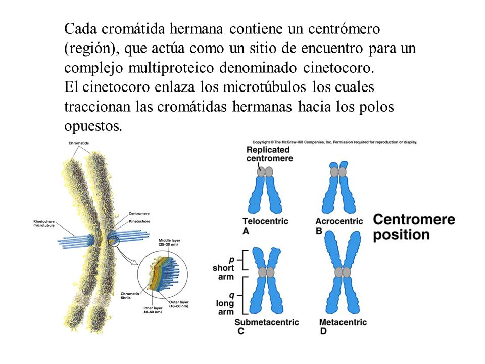 Cada cromátida hermana contiene un centrómero (región), que actúa como un sitio de encuentro para un complejo multiproteico denominado cinetocoro.