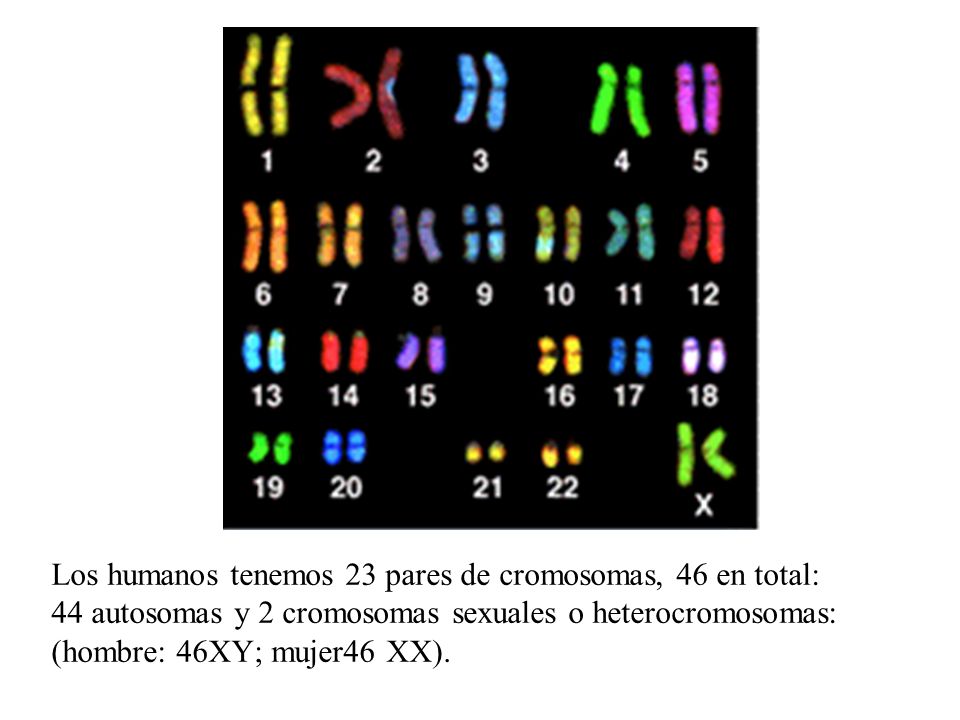 Los humanos tenemos 23 pares de cromosomas, 46 en total: