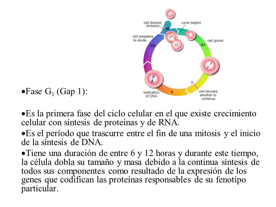 Fase G1 (Gap 1): Es la primera fase del ciclo celular en el que existe crecimiento celular con síntesis de proteínas y de RNA.