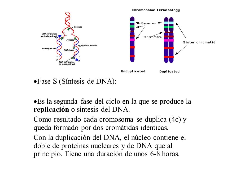 Fase S (Síntesis de DNA):