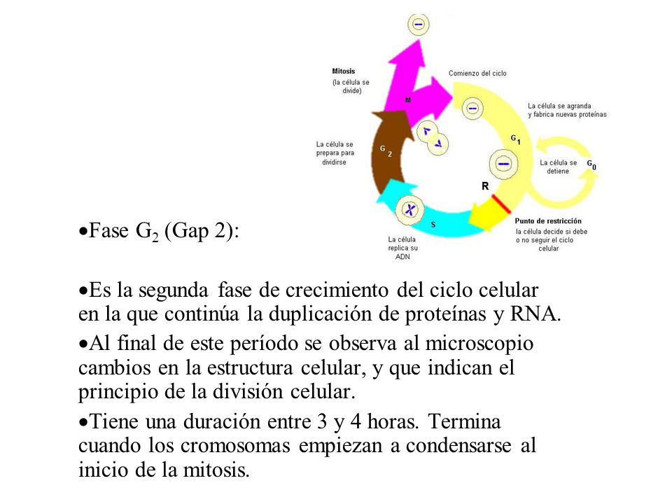 Fase G2 (Gap 2): Es la segunda fase de crecimiento del ciclo celular en la que continúa la duplicación de proteínas y RNA.