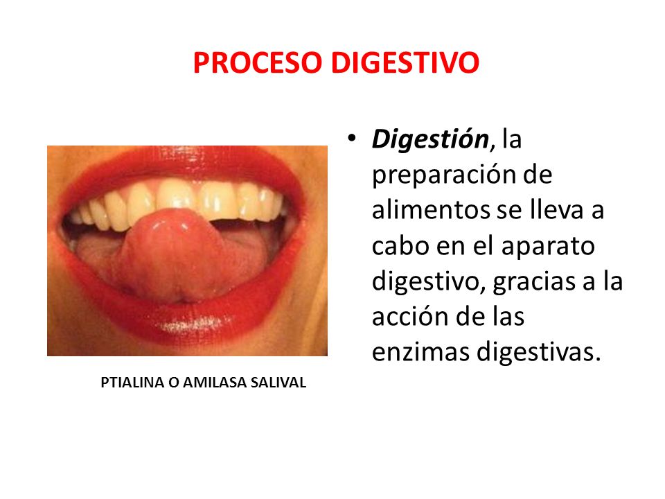 PROCESO DIGESTIVO Digestión, la preparación de alimentos se lleva a cabo en el aparato digestivo, gracias a la acción de las enzimas digestivas.