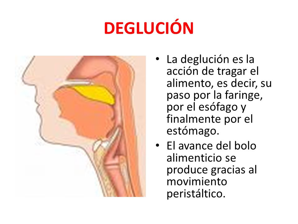 DEGLUCIÓN La deglución es la acción de tragar el alimento, es decir, su paso por la faringe, por el esófago y finalmente por el estómago.