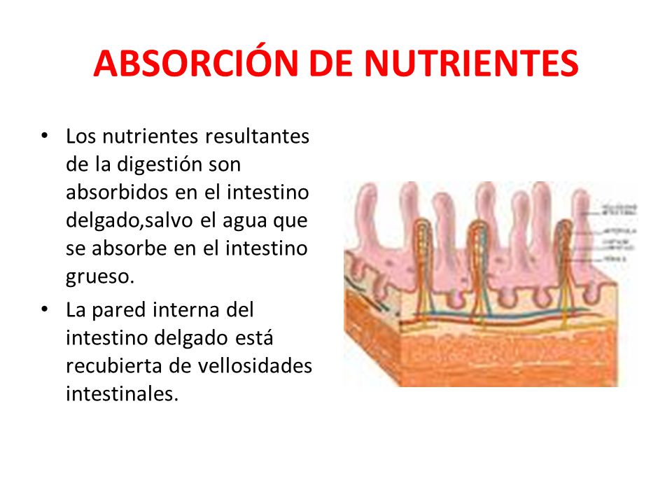 ABSORCIÓN DE NUTRIENTES