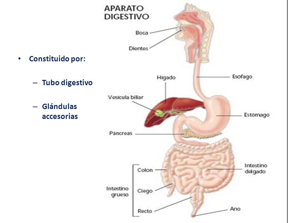 Constituido por: Tubo digestivo Glándulas accesorias