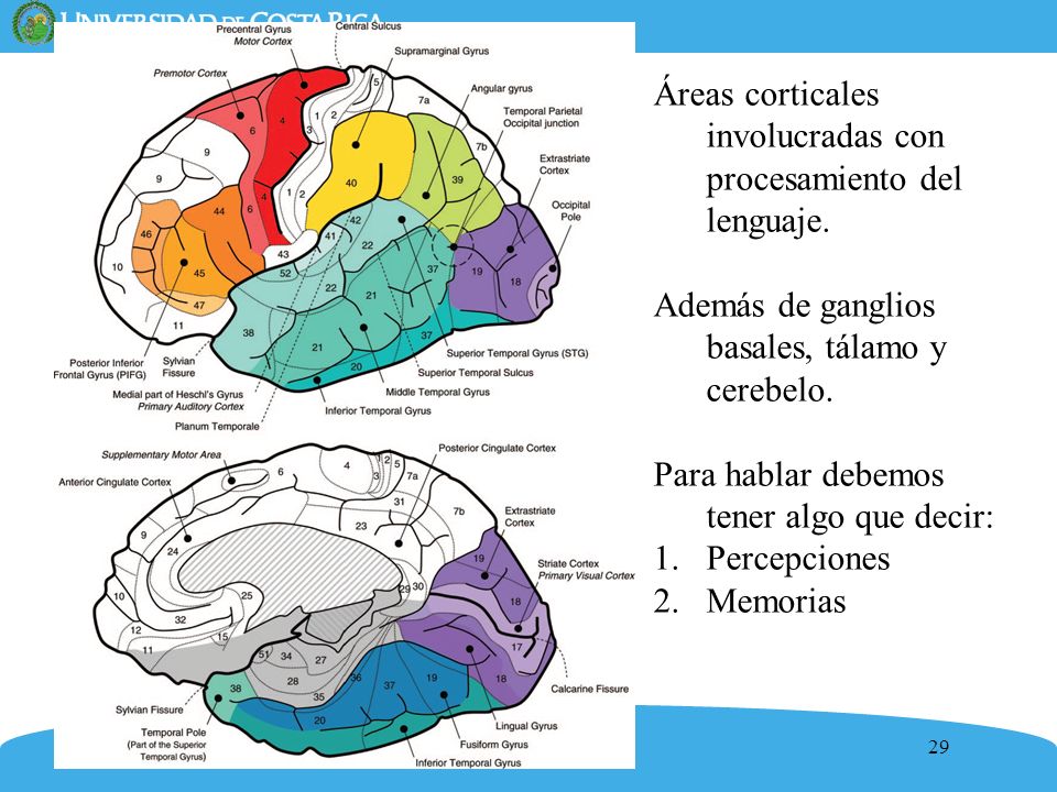 Áreas corticales involucradas con procesamiento del lenguaje.